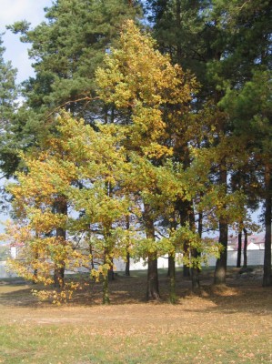 Kościół parafialny - zdjęcie #25