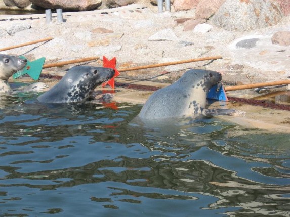 Kolonie w Władysławowo 3-14.07.2006 - zdjęcie #25